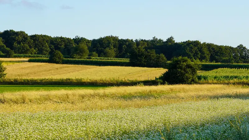 Image of a field