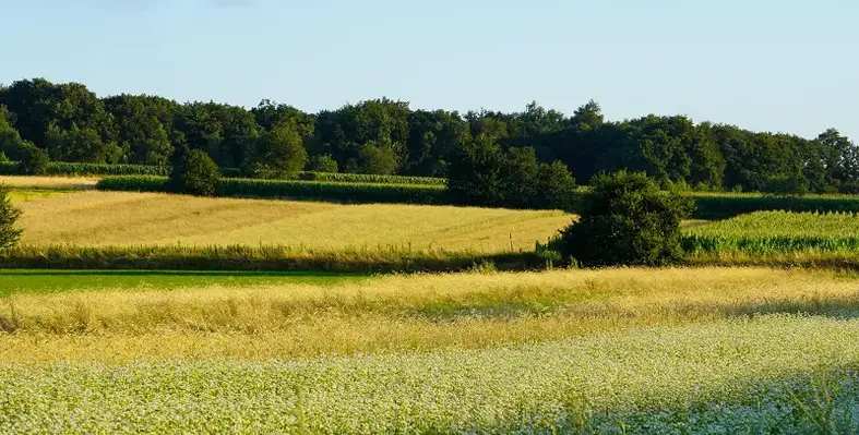 Image of a field