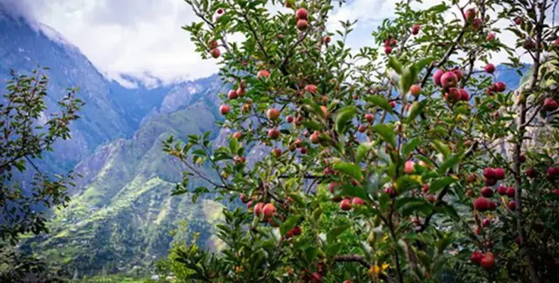 apple_trees_orchard_Himachal_Pradesh_India