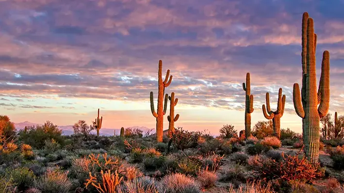 Arizona_desert_landscape